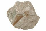 Otodus Shark Tooth Fossil in Rock - Eocene #215643-1